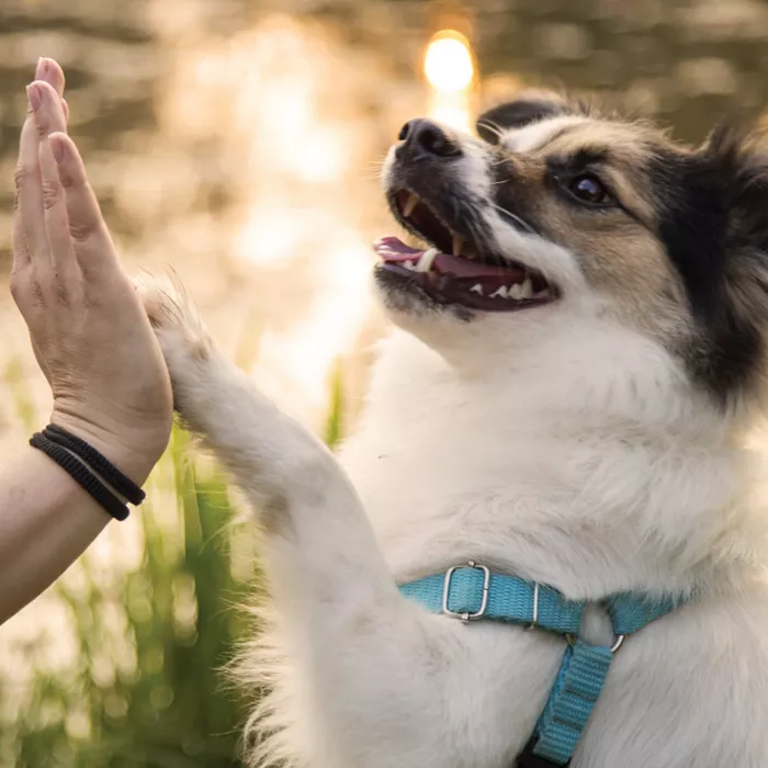 Karma dla psa wołowina 10 kg Favorit 