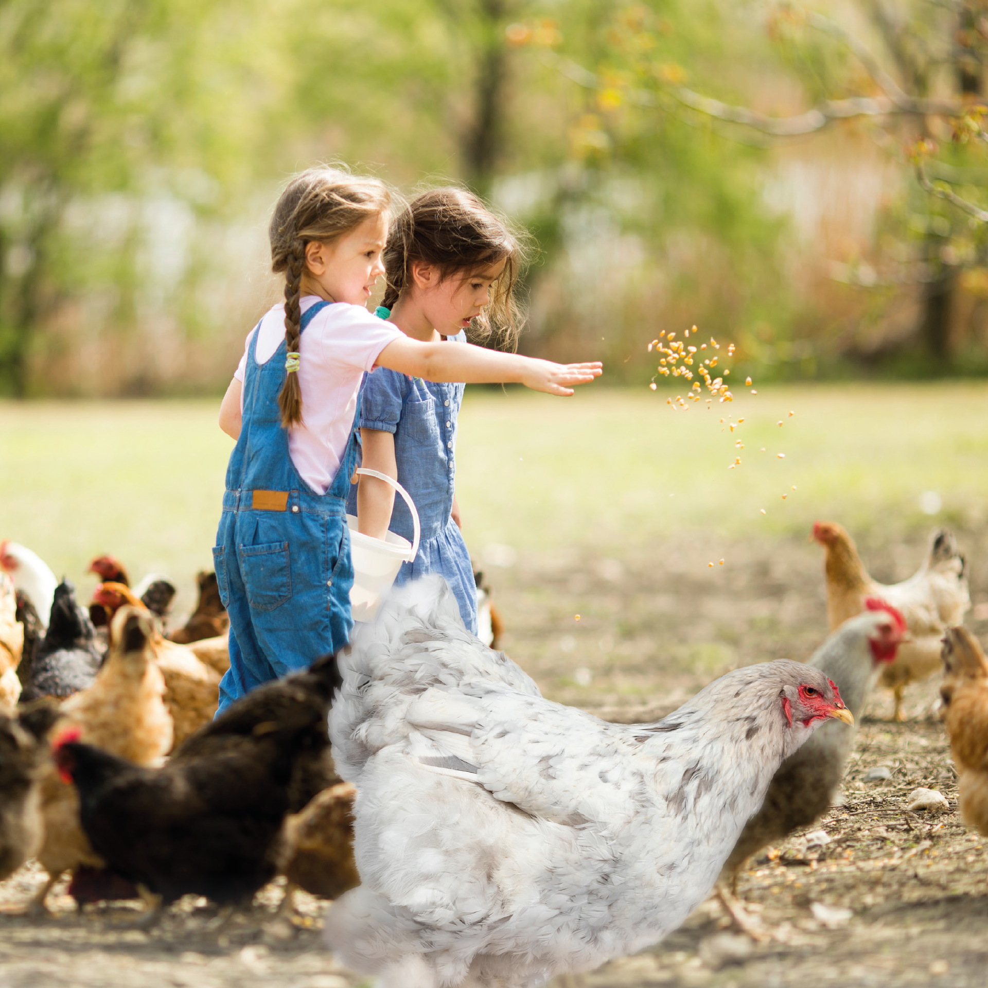 Pasza Nioska z ziarnami