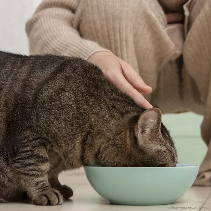 Karma mokra dla kotów  z drobiem 415 g Favorit