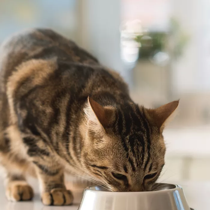 Sucha karma dla kota kurczak 1,5 kg Favorit 